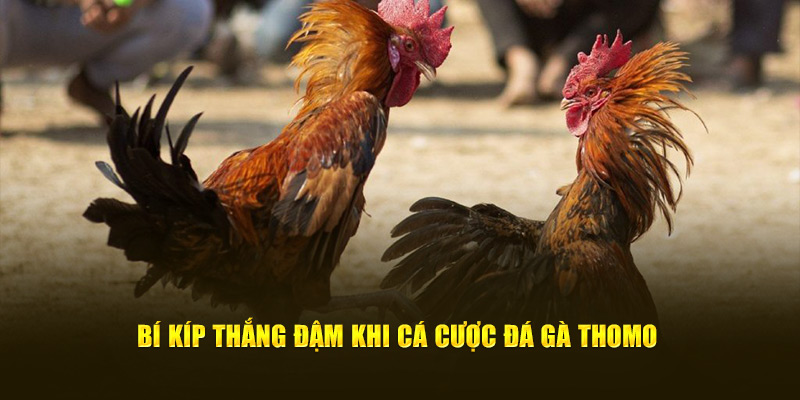 Bí kíp thắng đậm khi cá cược đá gà thomo