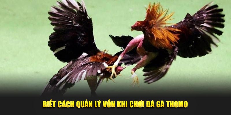 Biết cách quản lý vốn khi chơi đá gà Thomo