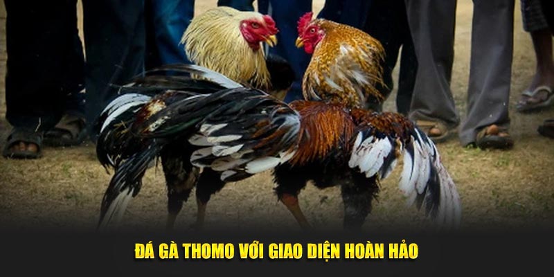 Đá gà Thomo với giao diện hoàn hảo