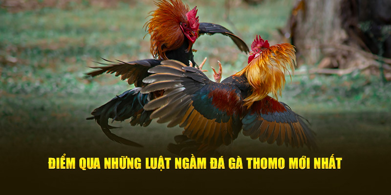 Điểm qua những luật ngầm đá gà thomo mới nhất