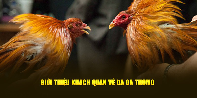 Giới thiệu cụ thể về đá gà thomo 