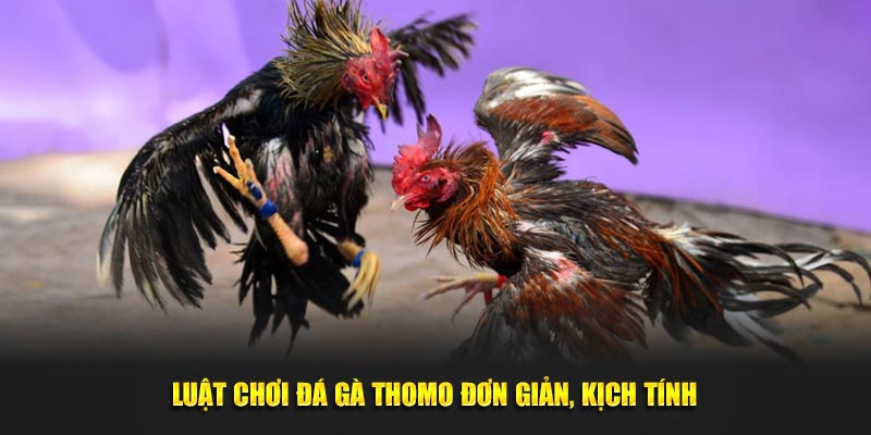 Luật chơi đá gà Thomo đơn giản, kịch tính