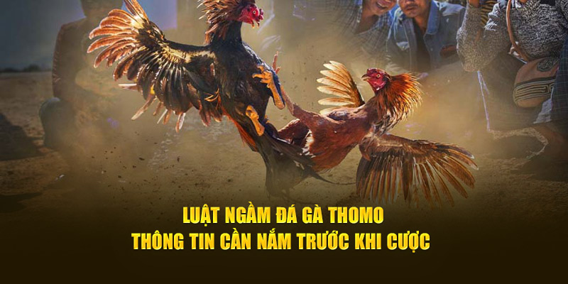 luat-ngam-da-ga-thomo-thong-tin-can-nam-truoc-khi-cuoc