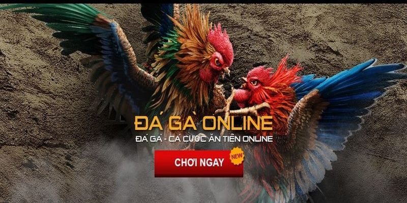 Điểm nổi bật của đá gà Nohu90